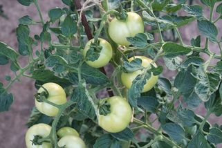 Zalévání rajčat: Vyhněte se chybám, předejdete tak plísni, opadu květů a sklidíte bohatou úrodu